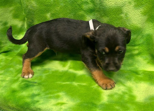 GENE - Pit Bull Terrier available for adoption