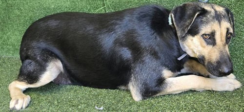 TRIXIE - German Shepherd Dog available for adoption