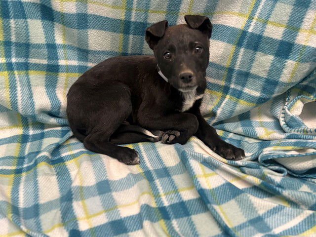 DRAKE - Australian Cattle Dog/Blue Heeler / Pit Bull Terrier available for adoption