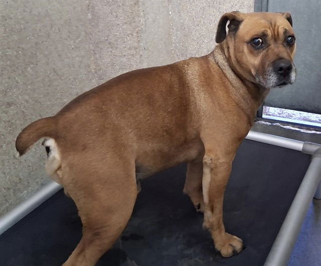 DUSTY - Pit Bull Terrier available for adoption