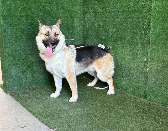 ELTON - German Shepherd Dog available for adoption