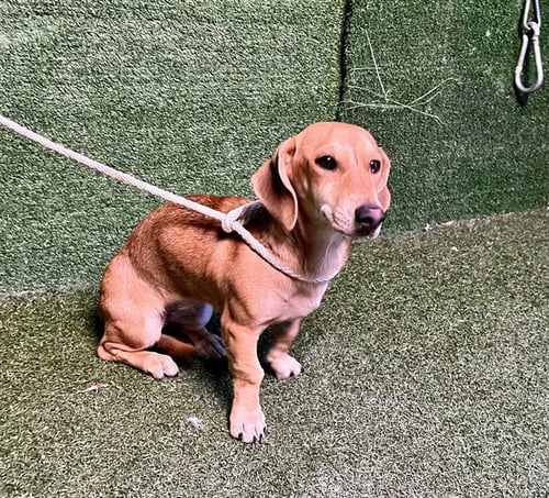 ANGEWINNA - Dachshund available for adoption