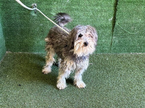 A5807836 - Poodle (Miniature) available for adoption