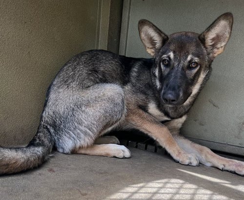 A5805387 - German Shepherd Dog available for adoption