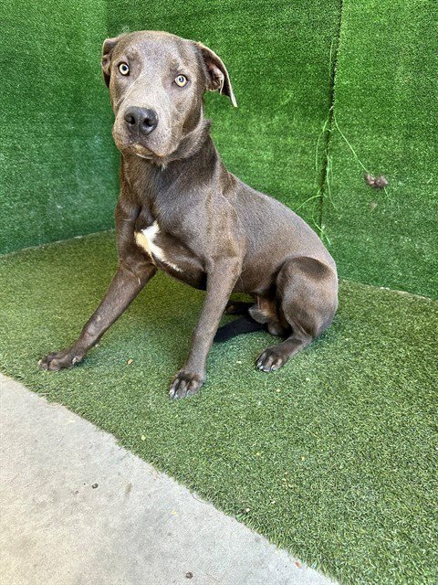 BLUEY Image