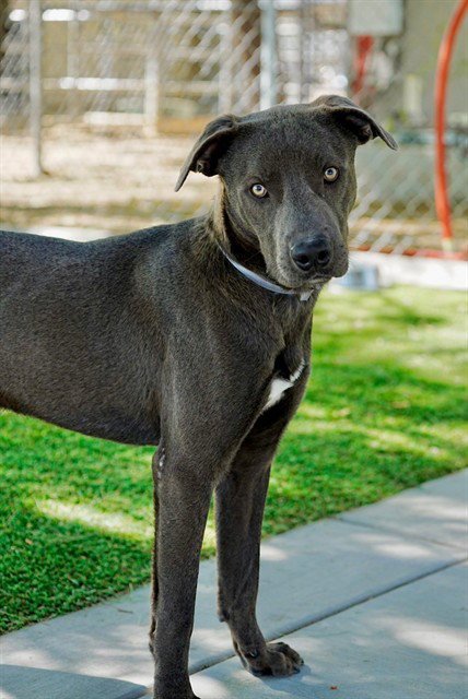 BLUEY - Pit Bull Terrier available for adoption