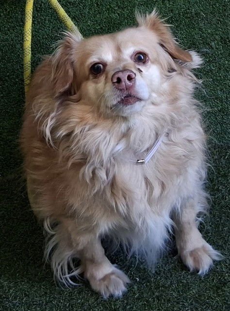 MARLEY - Chihuahua / Golden Retriever available for adoption