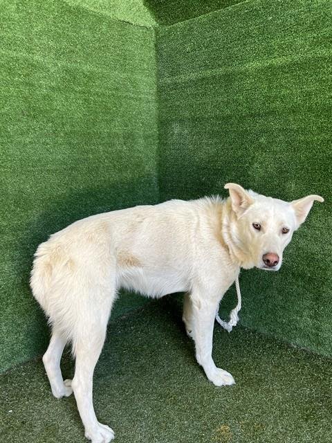 TUN TUN CHINO - Siberian Husky available for adoption