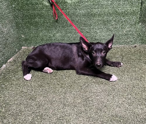 TAMPA - German Shepherd Dog available for adoption