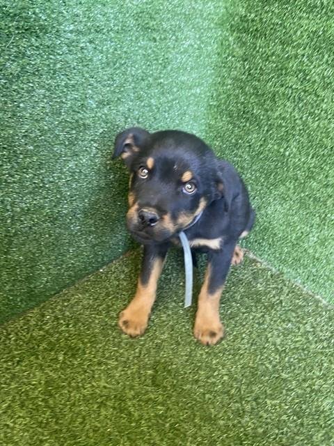 A5754465 - Australian Shepherd / Rottweiler available for adoption
