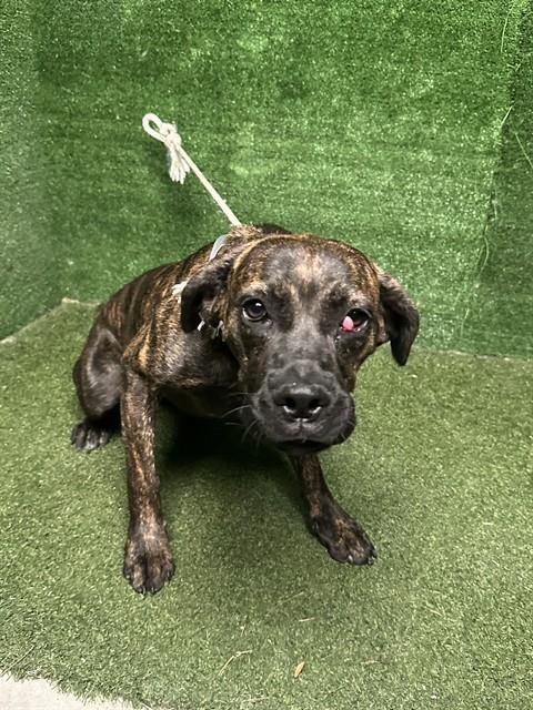 DELLA - Mastiff available for adoption