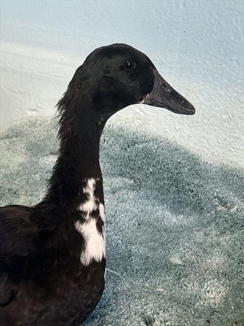 A5804943 - Duck available for adoption