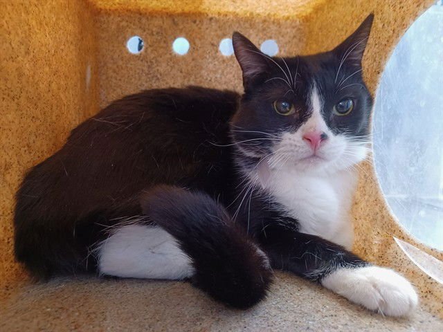 SQUEEKER - Domestic Medium Hair available for adoption