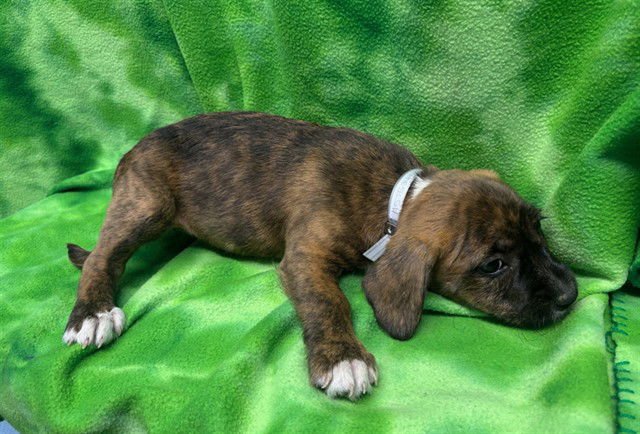 LINDA - Pit Bull Terrier available for adoption