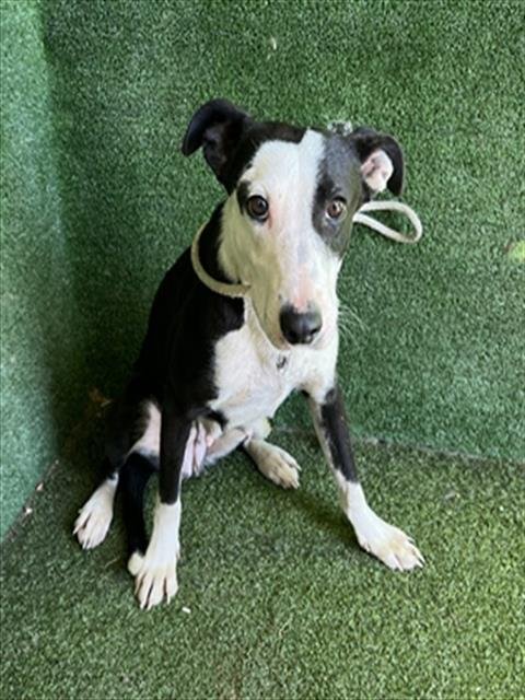 WIGGLEWAGGLE - Border Collie / Staffordshire Bull Terrier available for adoption