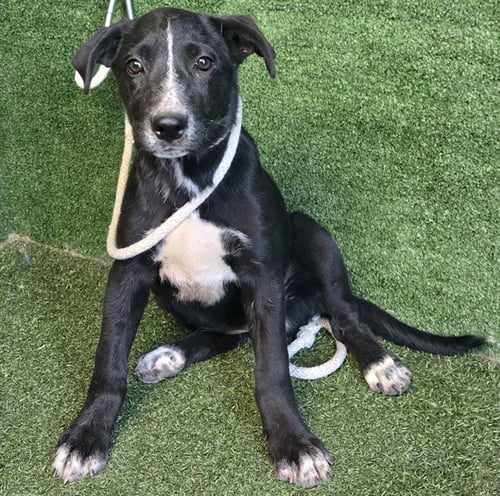 CHENCHA - Labrador Retriever available for adoption