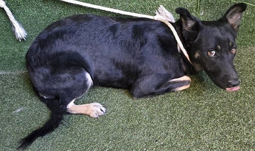 NORENE - German Shepherd Dog available for adoption
