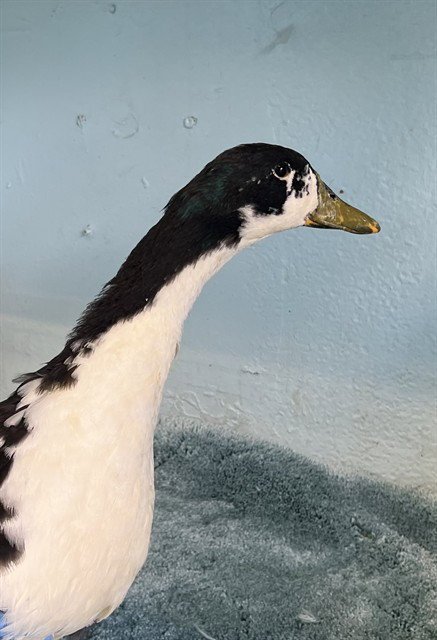 A5804938 - Duck available for adoption