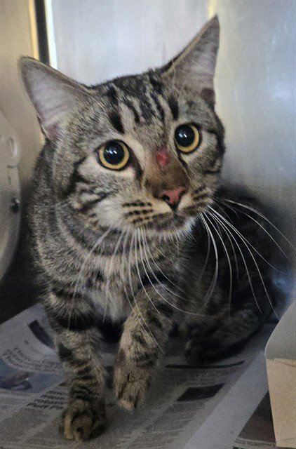 HOMESTAR - Domestic Short Hair available for adoption