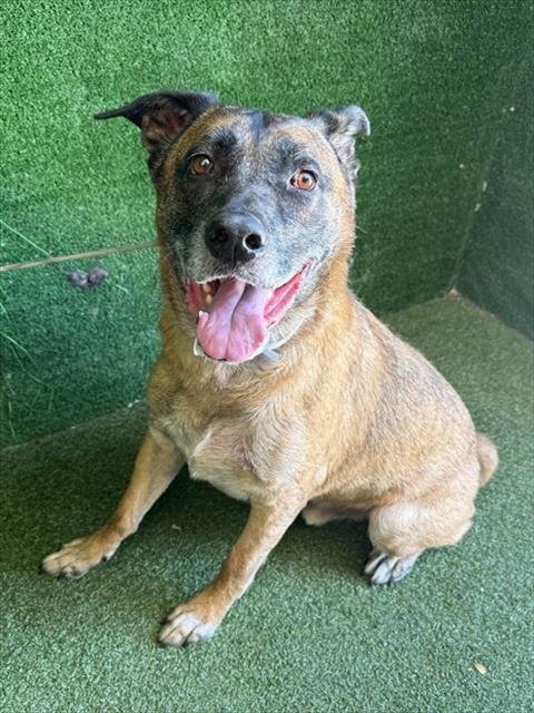 MAXIMUS - German Shepherd Dog / Mastiff available for adoption