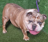 BUTTERBALL - Photo 1