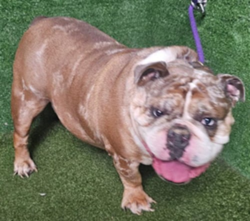 BUTTERBALL - English Bulldog available for adoption