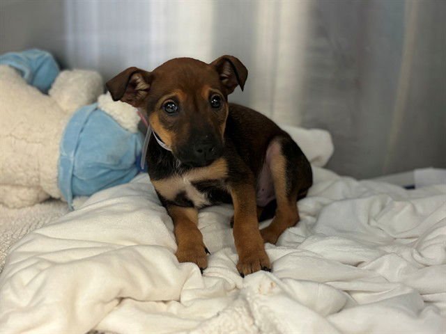 JALAPENO - Doberman Pinscher available for adoption