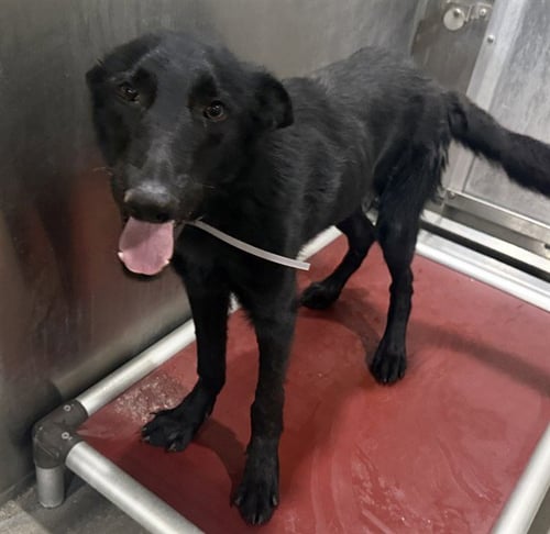 COL. SANDERS - German Shepherd Dog available for adoption