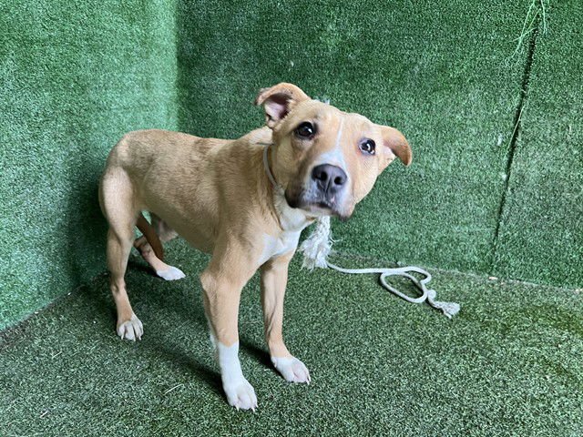 PRECIOUS - Pit Bull Terrier available for adoption