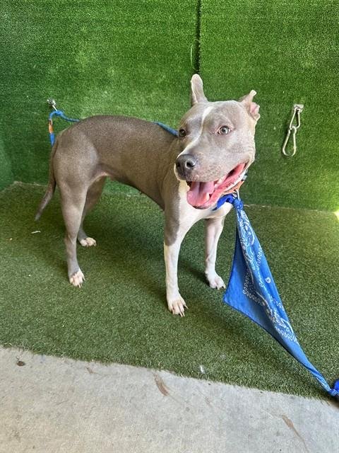 A5805982 - Pit Bull Terrier available for adoption
