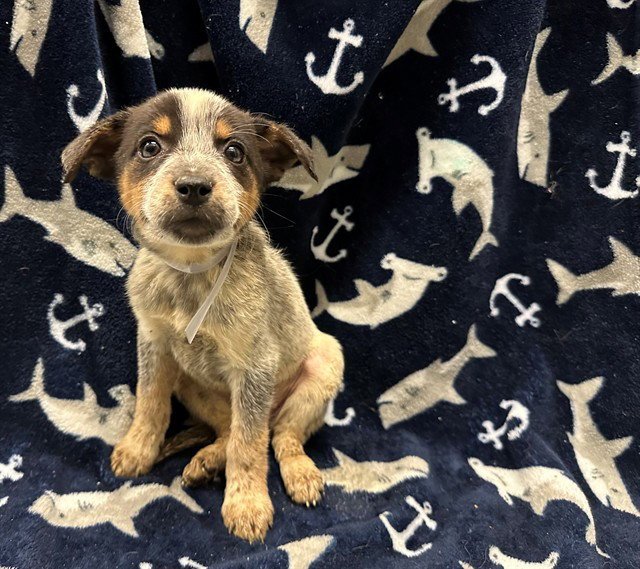 PIPER Image