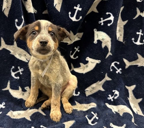 PIPER - Queensland Heeler available for adoption