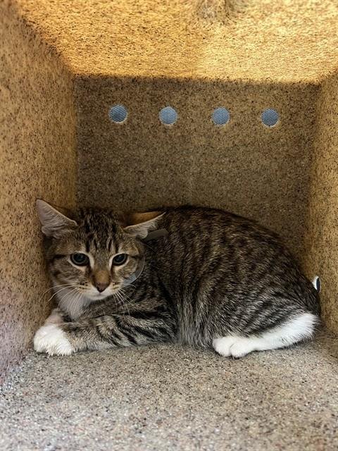 BART - Domestic Short Hair available for adoption