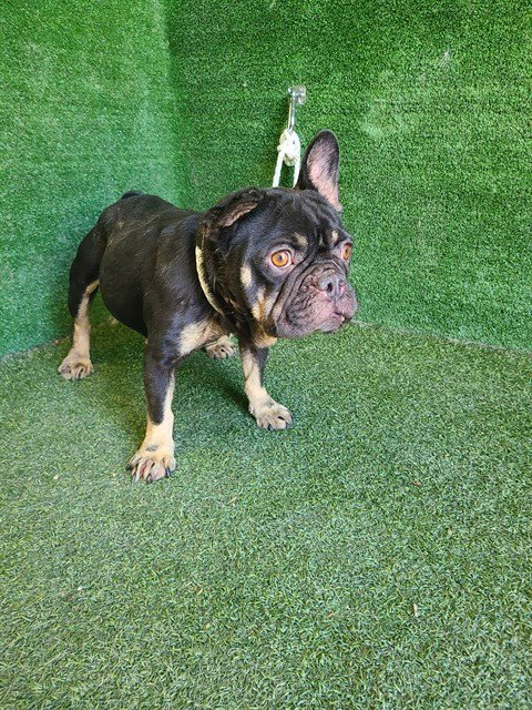 BLAIR - French Bulldog available for adoption