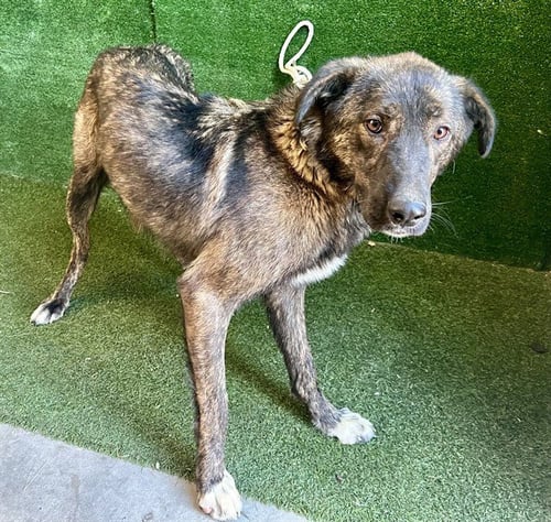 A5807523 - German Shepherd Dog available for adoption