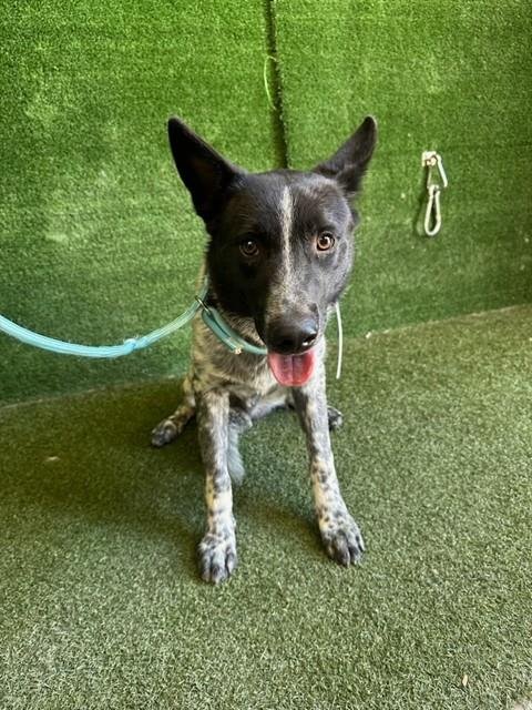 A5804917 - Australian Cattle Dog/Blue Heeler available for adoption