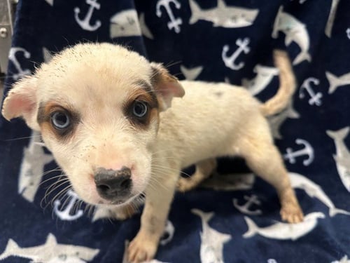 PAIGE - Queensland Heeler available for adoption