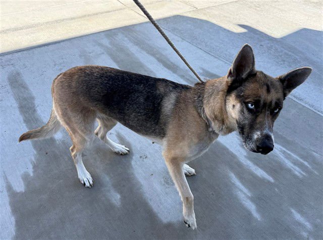 BRAVO - German Shepherd Dog / Husky available for adoption