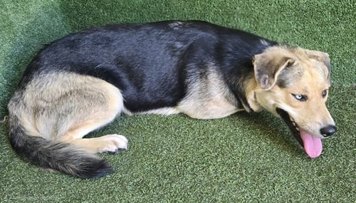 BAM BAM - German Shepherd Dog available for adoption