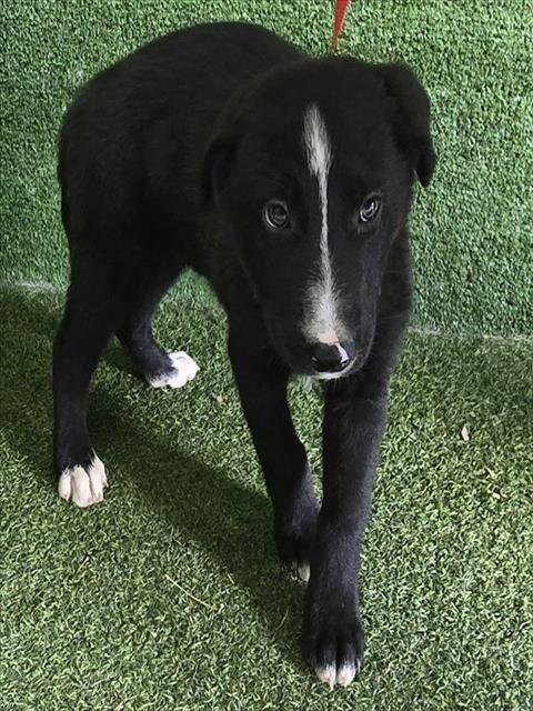 A5808421 - German Shepherd Dog available for adoption