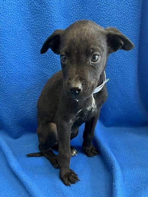 IONA - Labrador Retriever available for adoption