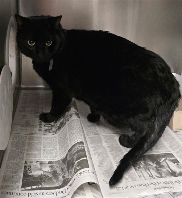 MAX - Domestic Short Hair available for adoption