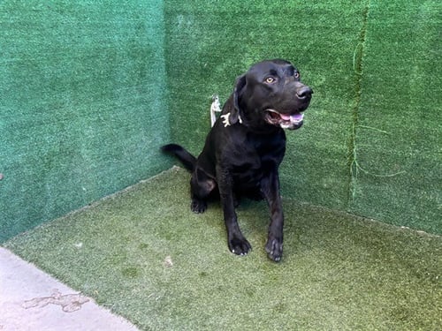 BIGGIE - Labrador Retriever available for adoption