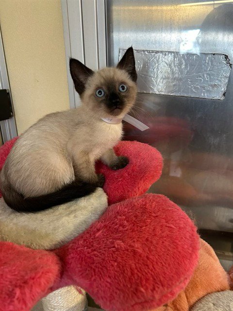 A5808395 - Domestic Short Hair available for adoption
