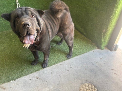 BALOO - Chinese Shar-Pei available for adoption