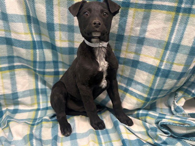 DARNOLD - Australian Cattle Dog/Blue Heeler / Pit Bull Terrier available for adoption