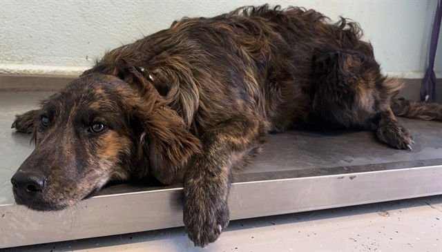 COOKIE - Golden Retriever / German Shepherd Dog available for adoption