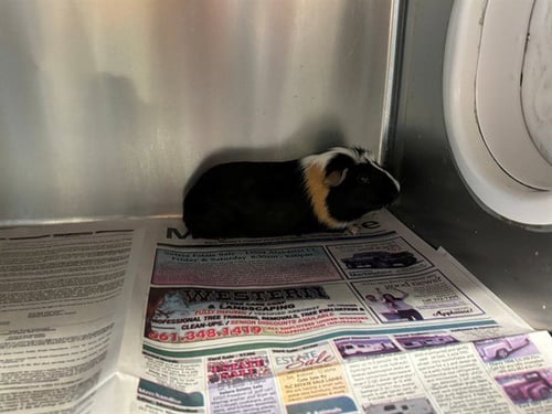 CHIP - Guinea Pig available for adoption