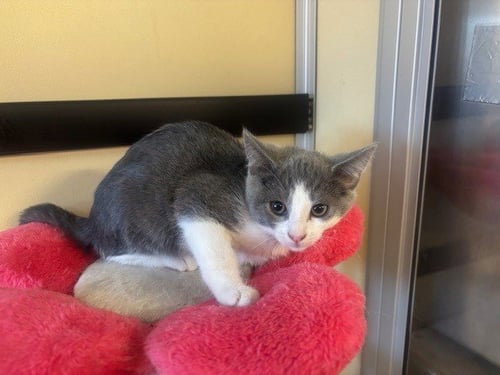 A5807664 - Domestic Short Hair available for adoption