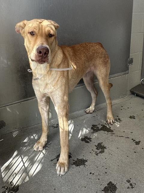 KAHLIFAH - German Shepherd Dog / Bernese Mountain Dog available for adoption